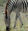 The Animals of Kruger National Park